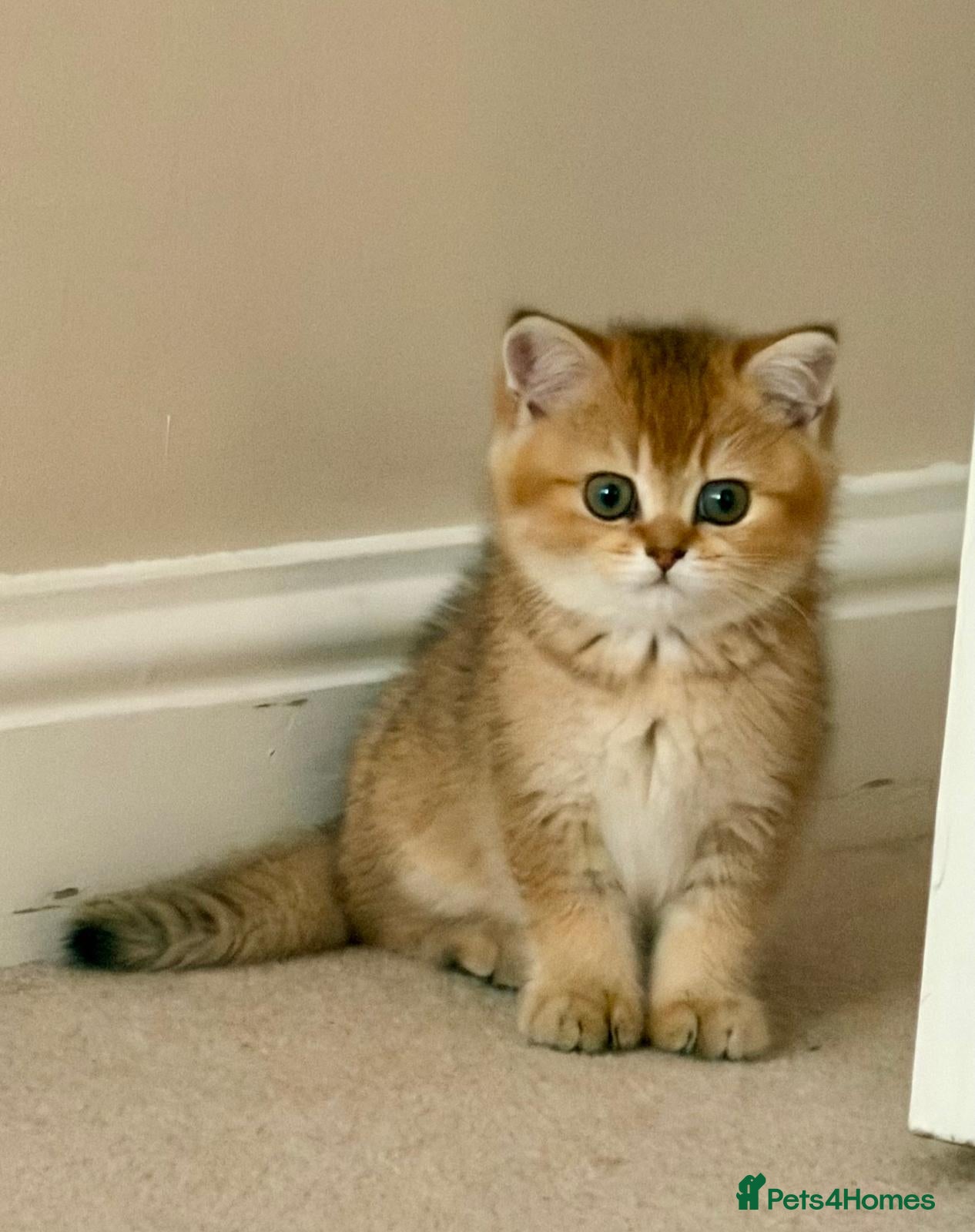 British Shorthair cats British Short hair - Advert 1