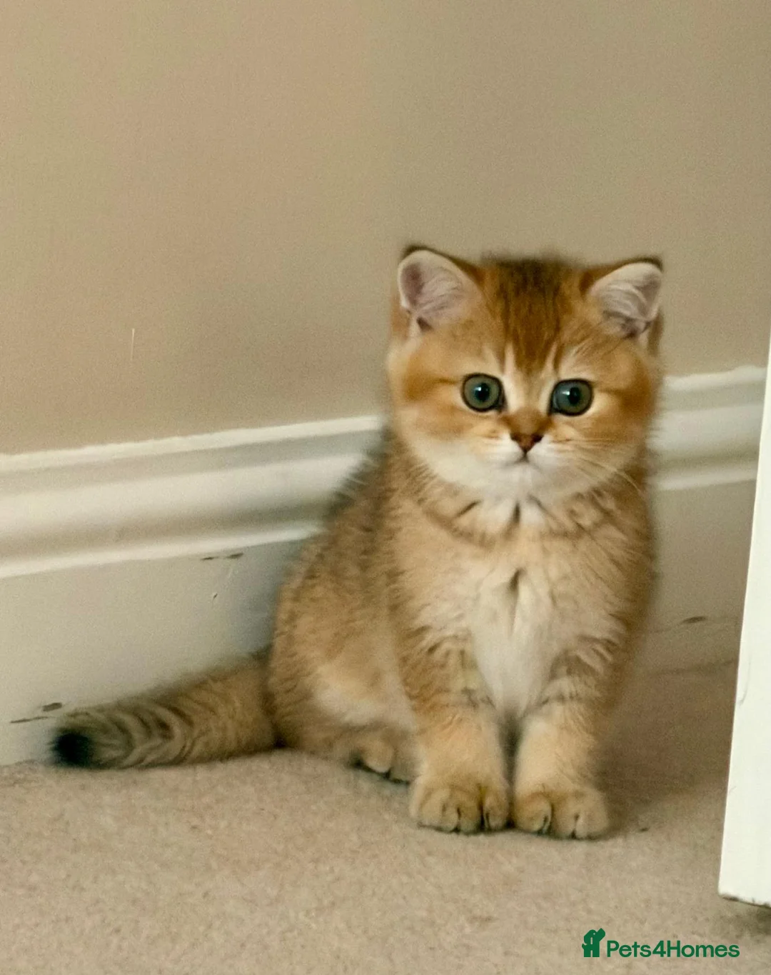 British Shorthair cats for sale: British Short hair in Camberley - Advert 1