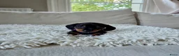 Miniature Dachshund dogs for sale: KC REGISTERED MINIATURE DACHSHUND PUPPIES - Advert 9