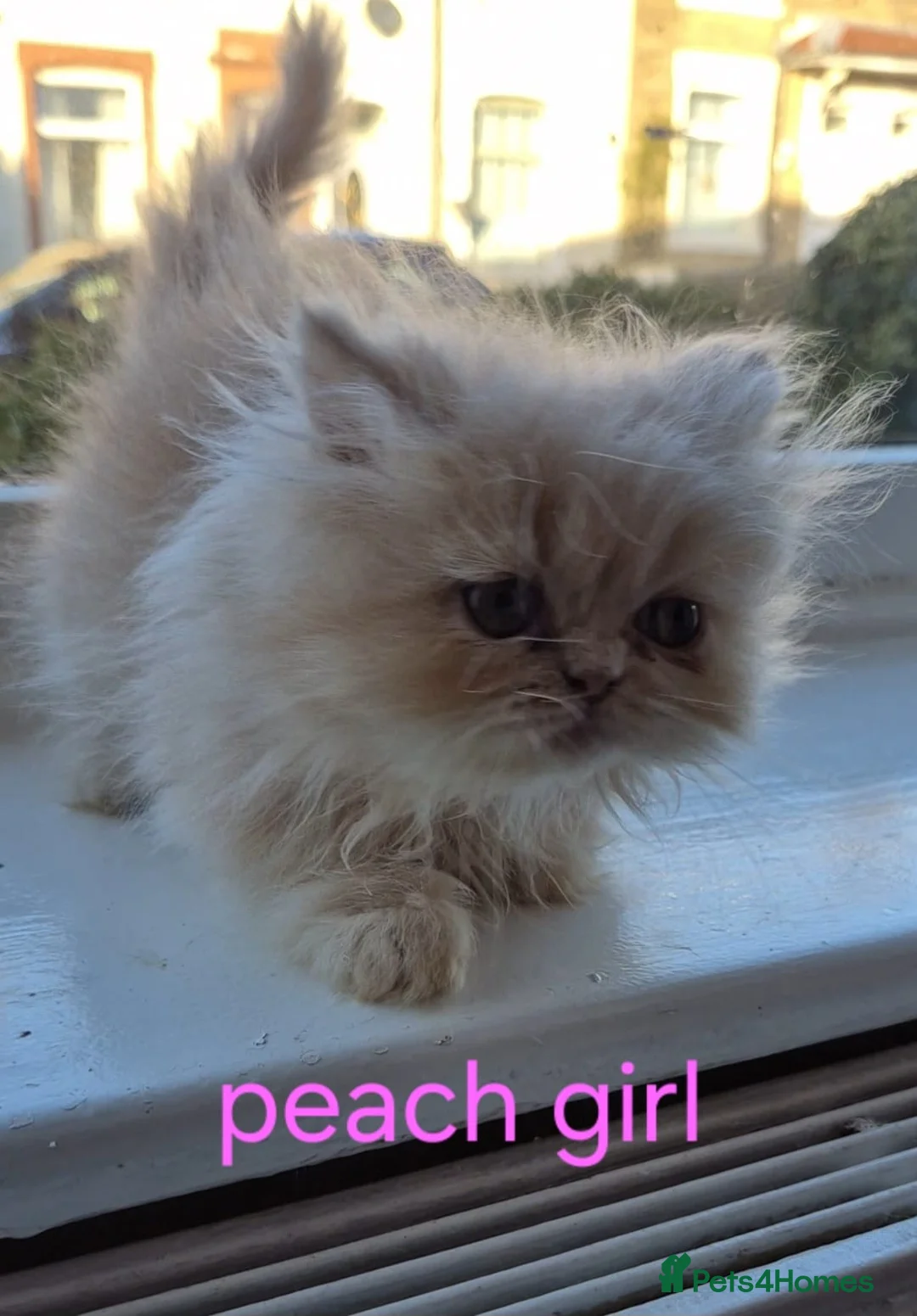 Persian cats for sale: Beautiful Persian babies - Advert 6