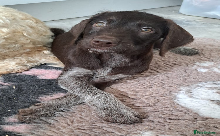 Mixed Breed dogs in Cumnock - Advert 1