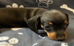 Miniature Dachshund dogs for sale: Stunning Miniature Dachshund Pups - Image 7