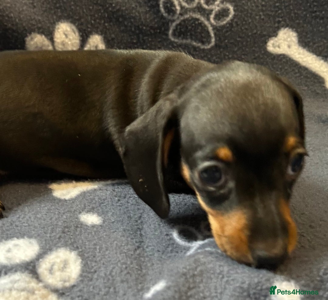 Miniature Dachshund dogs for sale: Stunning Miniature Dachshund Pups - Image 7
