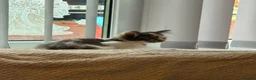 Mixed Breed cats for sale: Adorable female kitten  - Advert 5