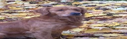 Golden Retriever dogs for sale: Outstanding Litter KC Reg Golden Retriever Puppies - Advert 3