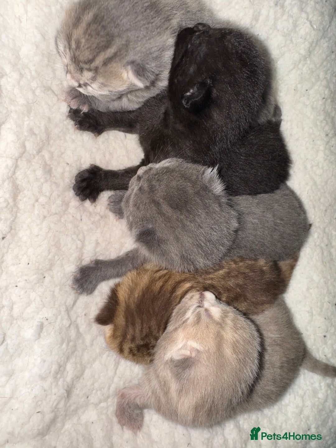 Brazilian Shorthair cats for sale: British shorthairs kittens - Image 4