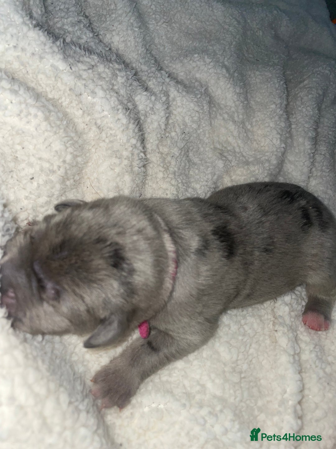 Cane Corso dogs for sale: Harlequin cane corso x pedigree cane corso puppies - Advert 6