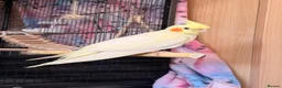 Cockatiels birds for sale: Lutino Cockatiel in Wakefield - Advert 4