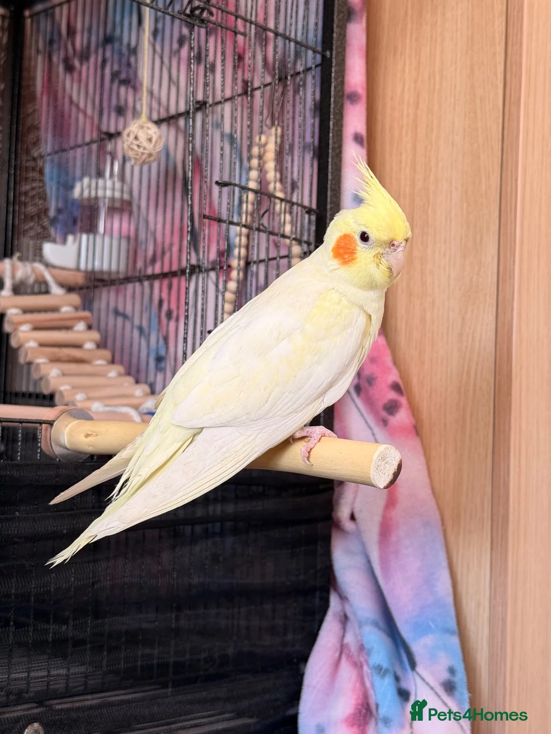 Cockatiels birds for sale: Lutino Cockatiel in Wakefield - Advert 4