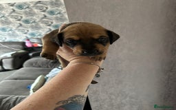 Mixed Breed dogs for sale: Husky cross dashound rare breed  - Image 6