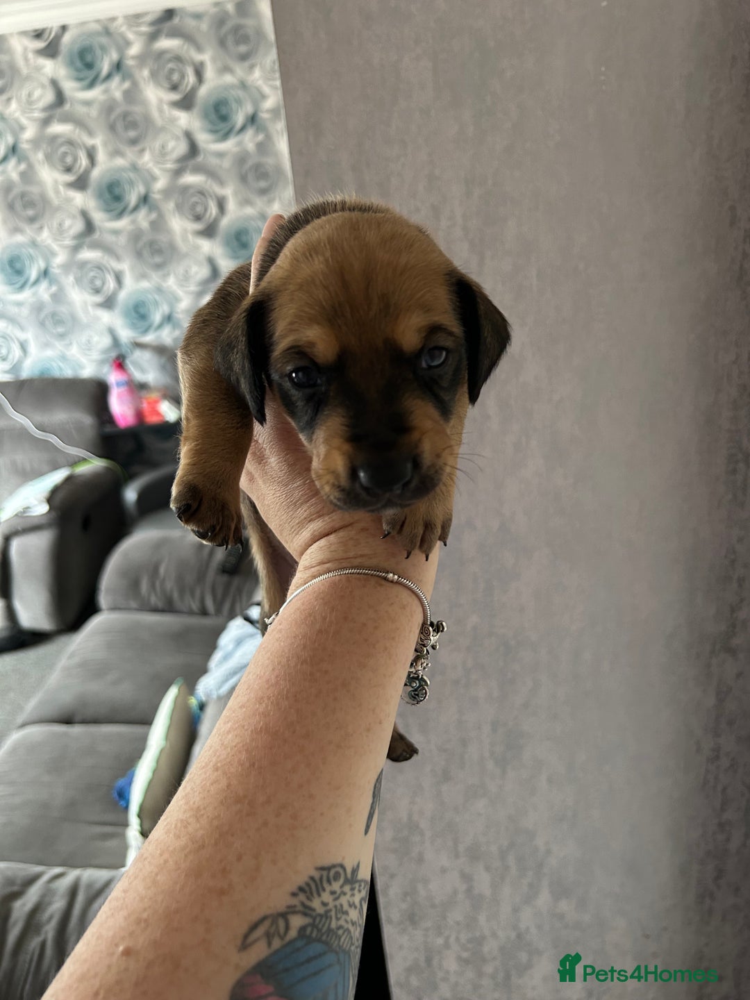 Mixed Breed dogs for sale: Husky cross dashound rare breed  - Image 6