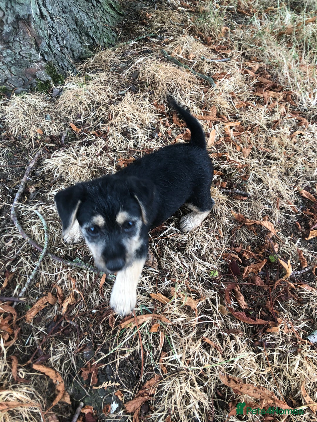 Mixed Breed dogs for sale: Terrier Patterdale x Sealyham  puppies - Image 18