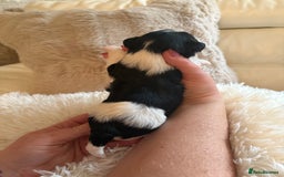 Morkie dogs for sale: Teacup Maltese/morkie babies  - Image 12