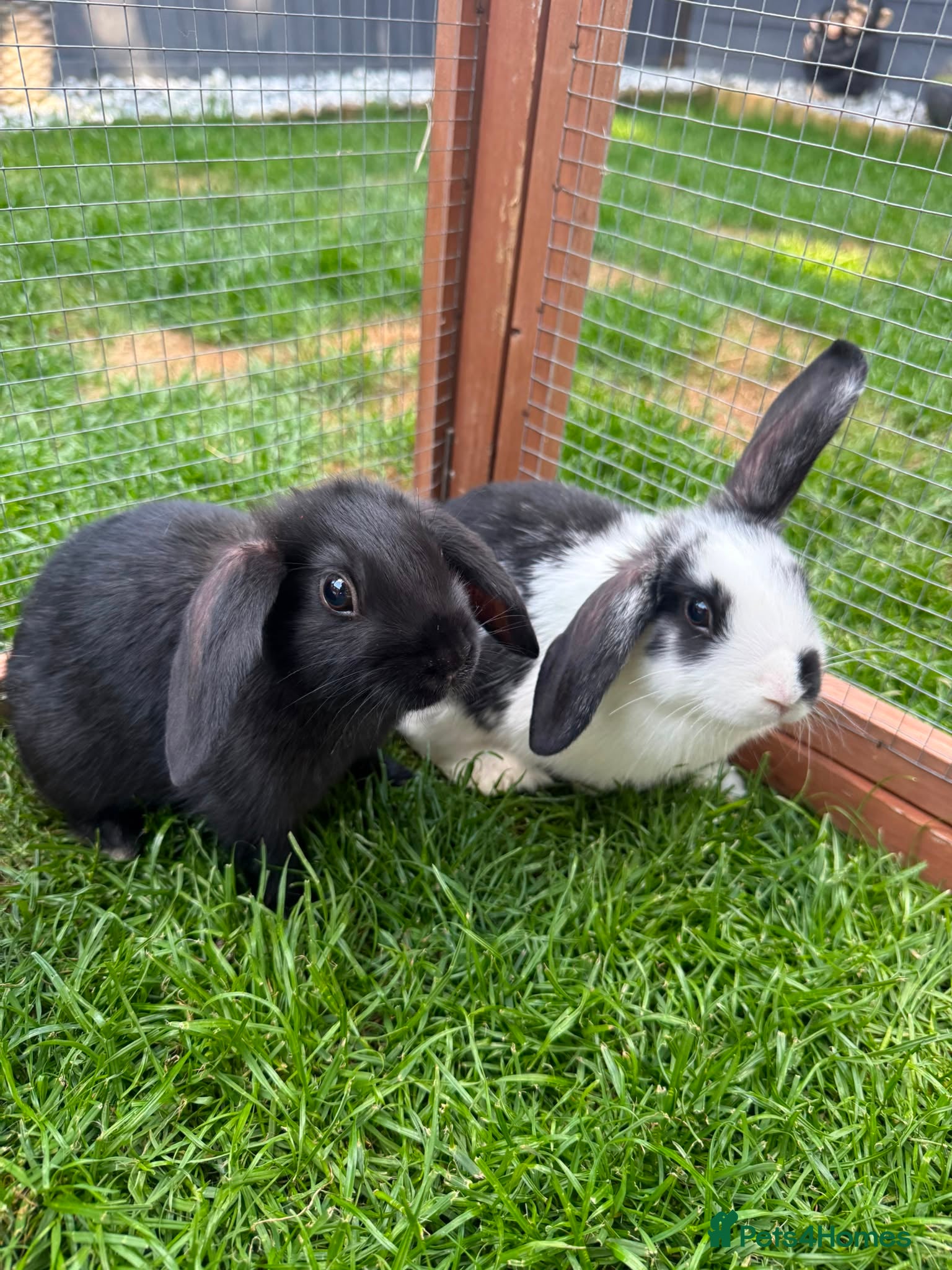 Mini Lop rabbits 4 adorable bunnies for sale  - Advert 1