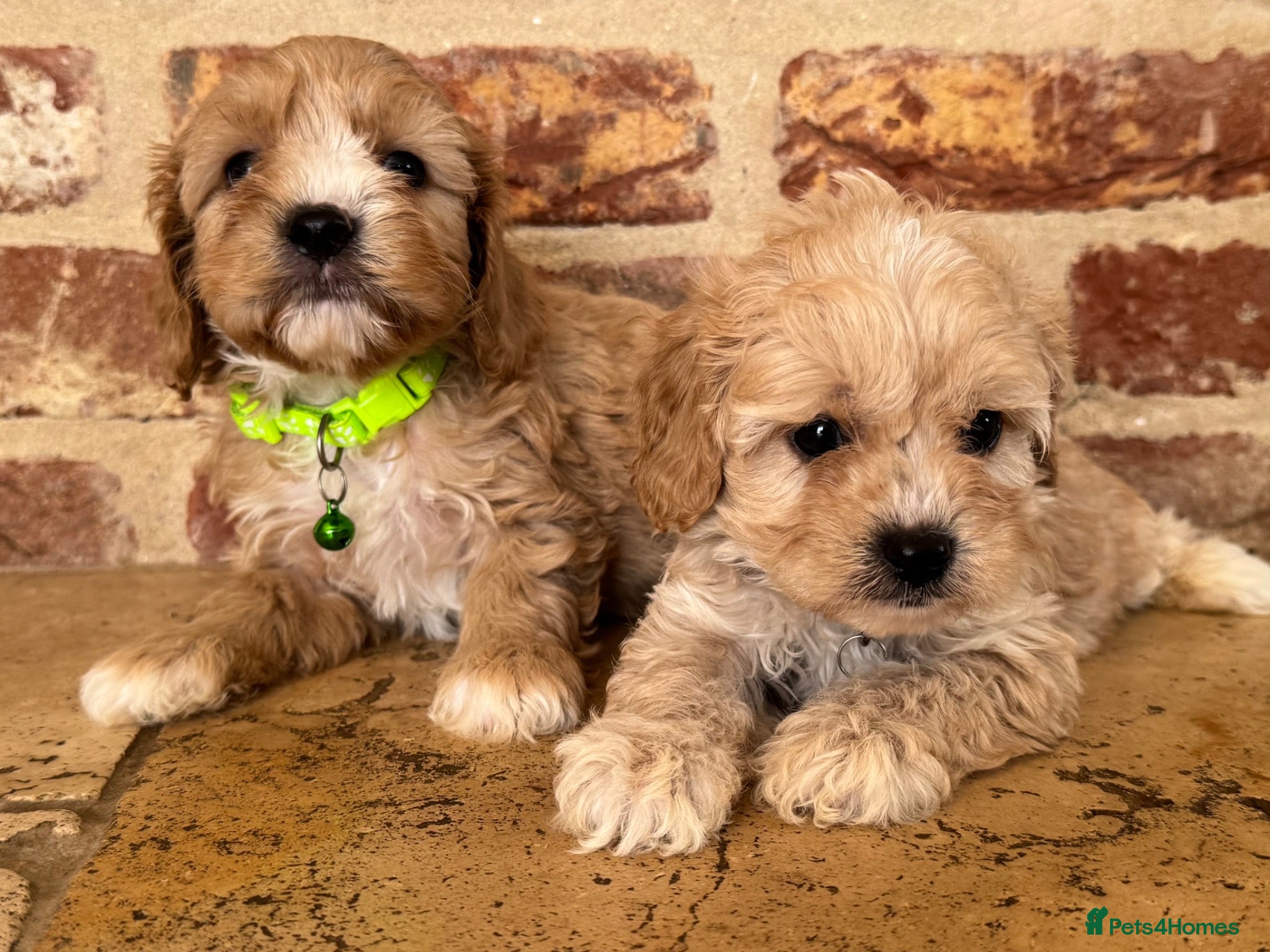 Cavapoo dogs F1 cavapoo males 💙💚 - Advert 2