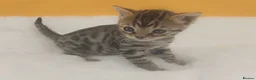 Bengal cats for sale: Beautiful Bengal kittens  - Advert 9