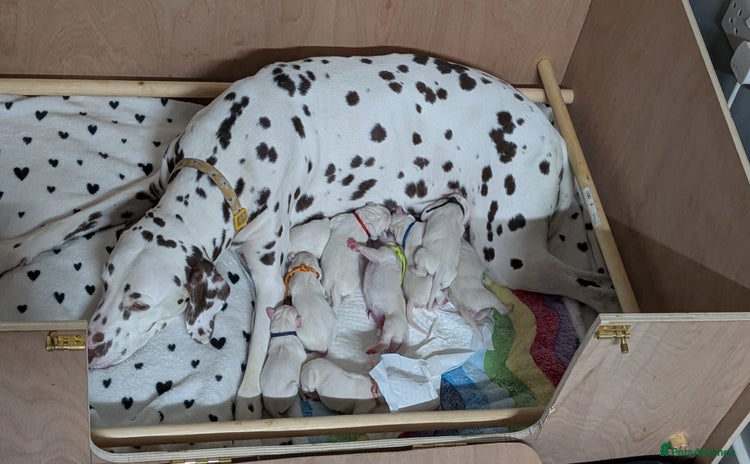 Dalmatian dogs - Advert 1