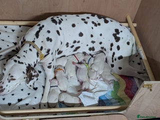 Dalmatian dogs - Advert 1