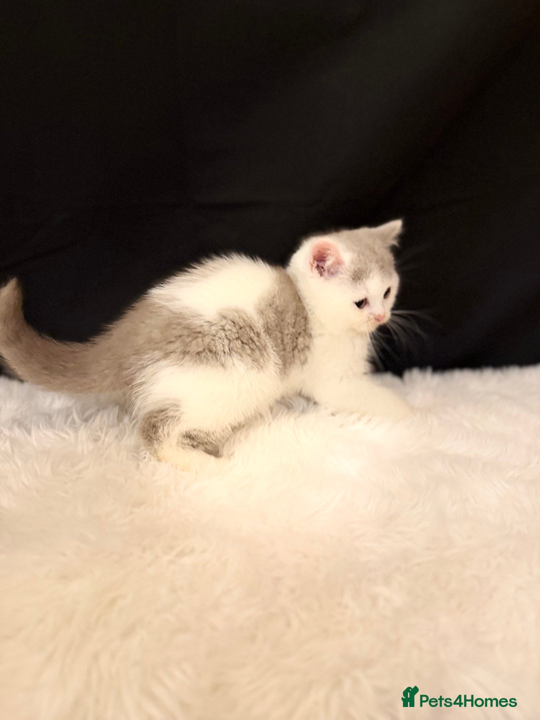 British Shorthair cats for sale: Full Pedigree Registered BSH - Advert 7