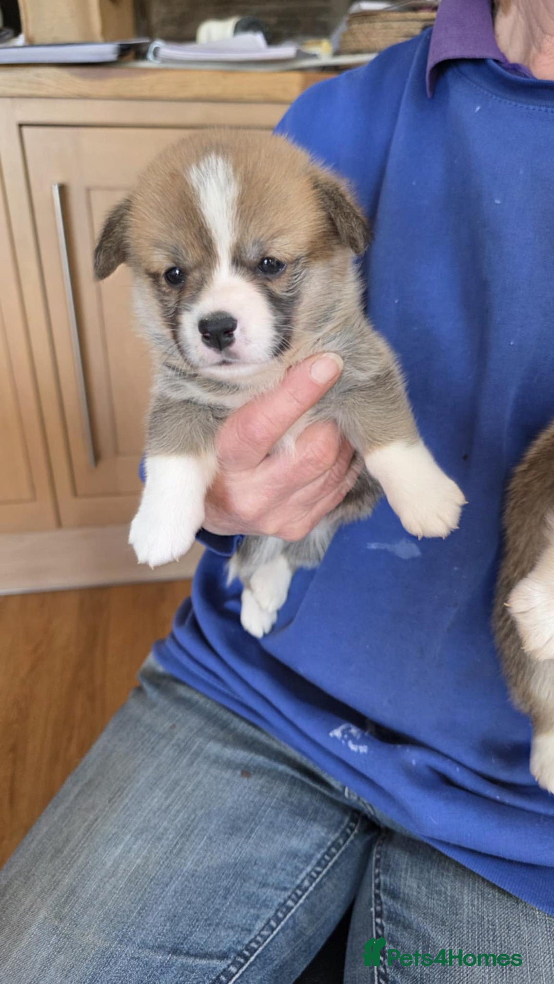 Welsh Corgi Pembroke dogs for sale: CORGI PUPPIES , PEMBROKESHIRE  - Advert 5
