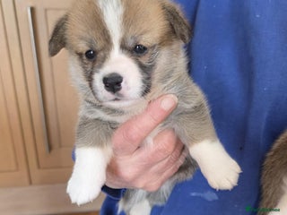 Welsh Corgi Pembroke dogs CORGI PUPPIES , PEMBROKESHIRE - Advert 3