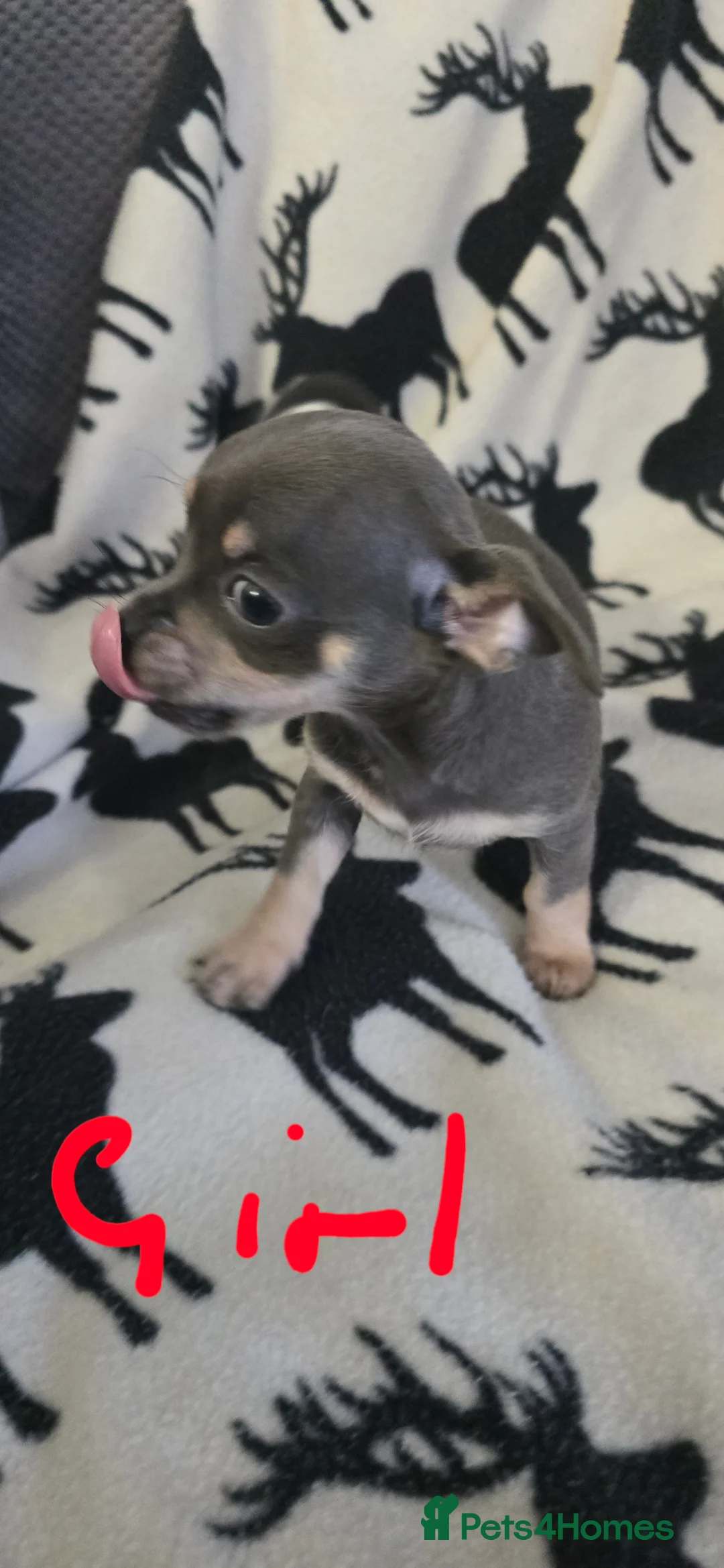 Chihuahua dogs for sale: Beautiful Chihuahua puppies  in Blackwood - Advert 12