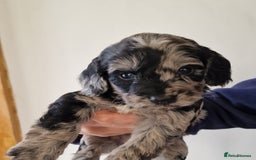 Cockapoo dogs for sale: F1 show type miniature cockapoo  - Image 14