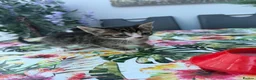 Mixed Breed cats for sale: 2 adorable kitten boys ready to leave home - Advert 7