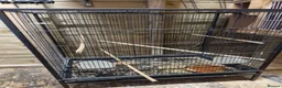 Cockatiels birds for sale: Cockatiel male female  - Advert 3