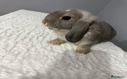 Mini Lop rabbits for sale: Mini lop - Image 19