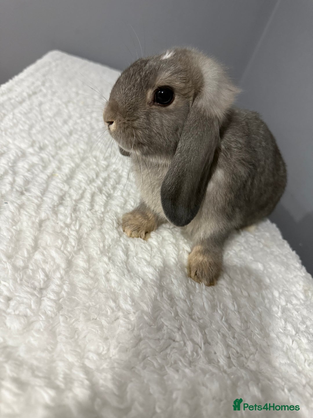 Mini Lop rabbits for sale: Mini lop - Image 19