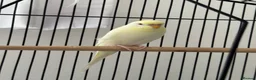Budgerigars birds for sale: Pair of Beautiful Budgies with Cage and Toy - Advert 5