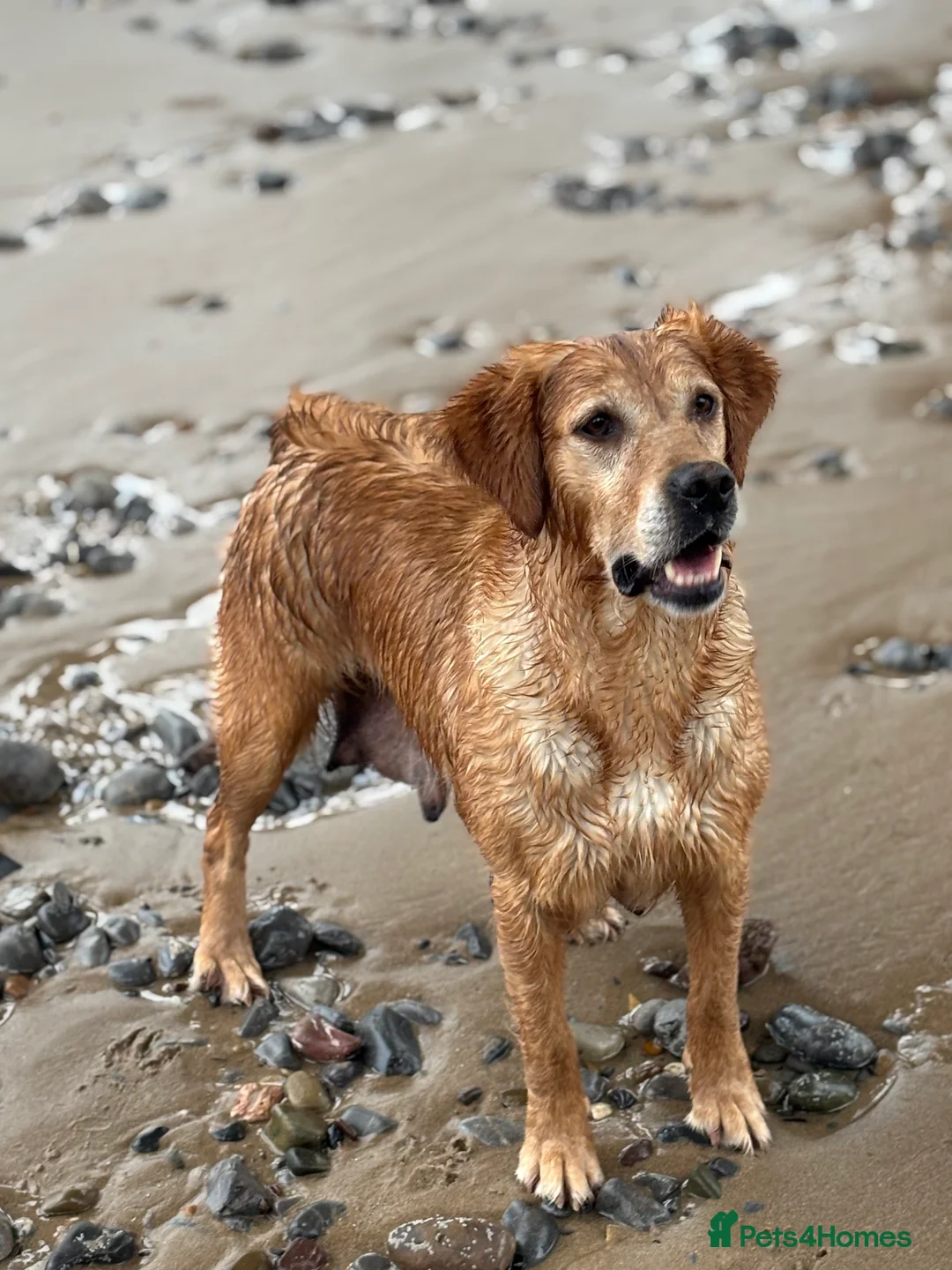 Golden Retriever dogs for sale: Amber has a wonderful nature  - Advert 2