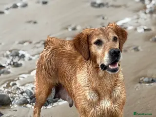 Golden Retriever dogs Amber has a wonderful nature - Advert 4