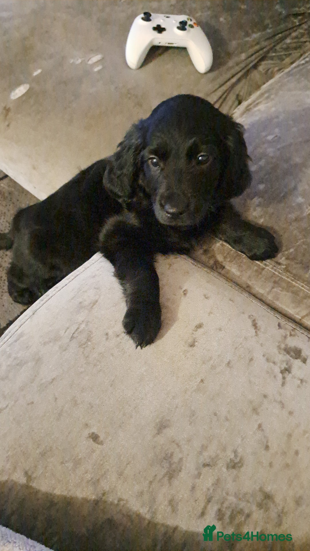 Golden Retriever dogs for sale: Puppy:DOB:23/10/25 - Advert 4