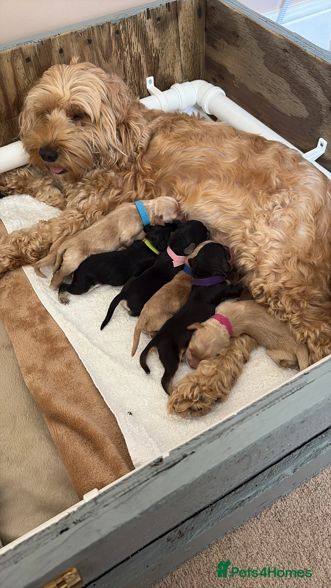 Cockapoo dogs for stud: Silver Phantom Parti Cockapoo for Stud - Advert 5