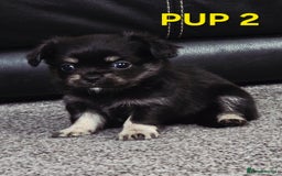 Chihuahua dogs for sale: Beautiful small.long haired chihuahua boys - Image 7