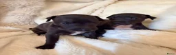 Italian Greyhound dogs for sale: Cutest Exceptional Five-Generation Pedigrees in Nottingham - Advert 6