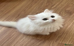 British Longhair cats for sale: Gorgeous British Longhair & Shorthair Kittens - Image 6