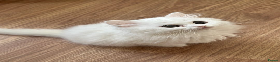 British Longhair Kitten 6