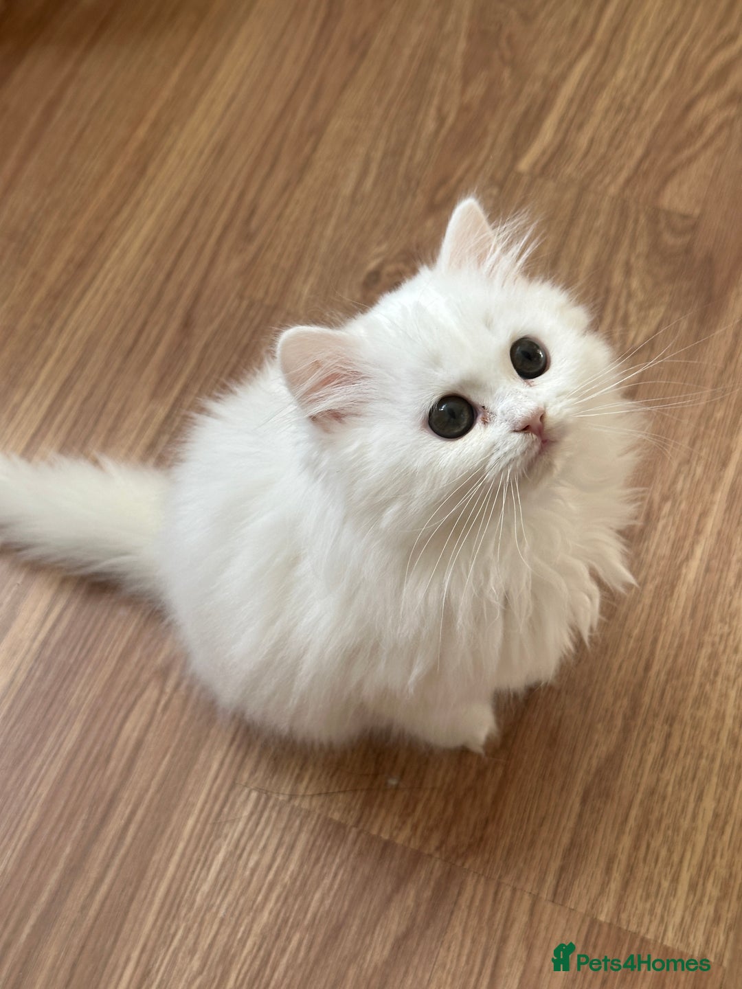 British Longhair cats for sale: Gorgeous British Longhair & Shorthair Kittens - Image 6