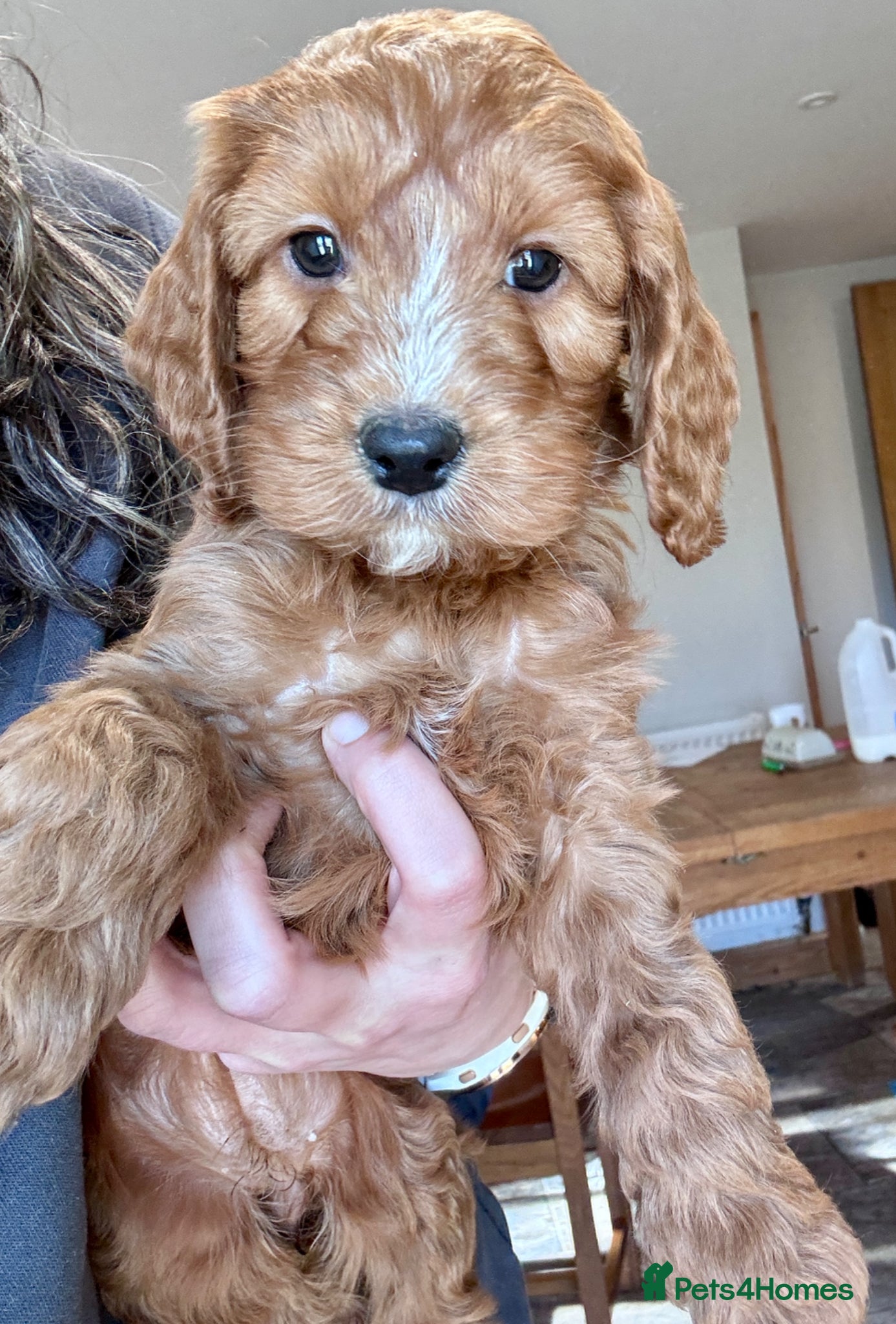 Cockapoo dogs 🐾 One lovely Girl Left - Ready Now  🐾 - Advert 15