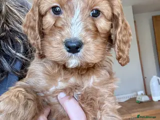 Cockapoo dogs 🐾 One lovely Girl Left - Ready Now 🐾 - Advert 15