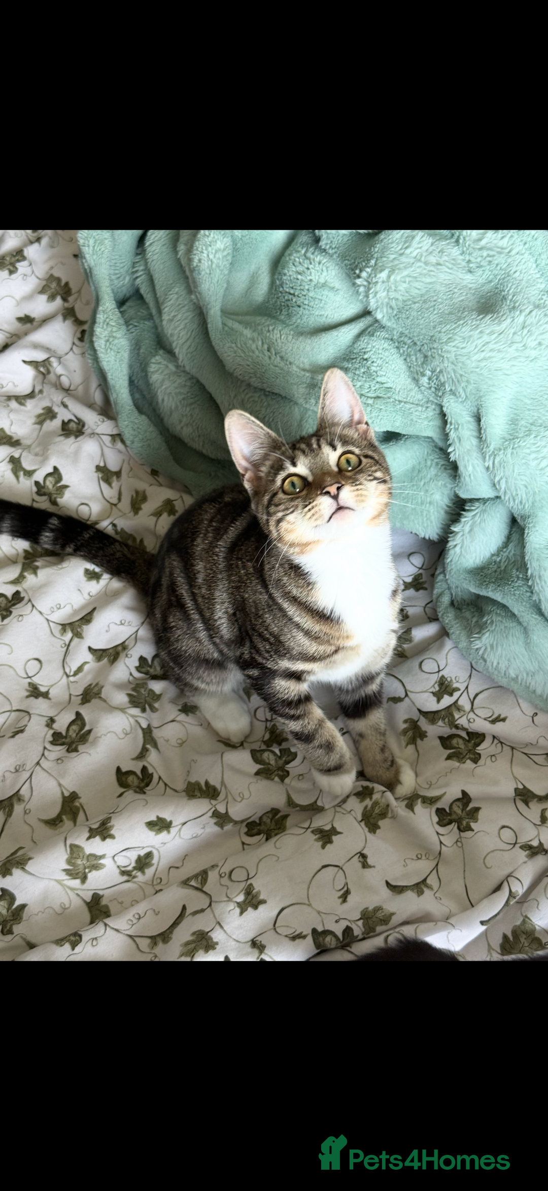 British Shorthair cats for sale: Female for sale  - Advert 3