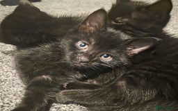 Maine Coon cats for sale: 4 half mainecoon kitties ready for a home - Image 1