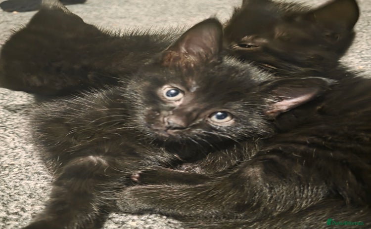 Maine Coon cats - Advert 1