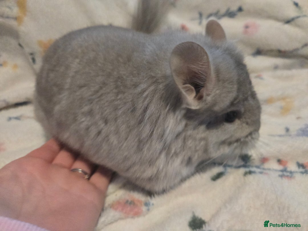 Chinchilla rodents for sale: Gorgeous Tan Royal Persian Angora Poss VC/BDC - Advert 23