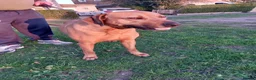 Rhodesian Ridgeback dogs for stud: Champion Bloodline Experienced Ridgeback Stud - Advert 6