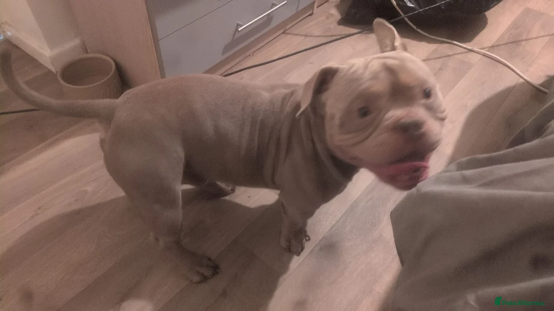 American Bully dogs for sale: Male pocket bully  - Advert 1