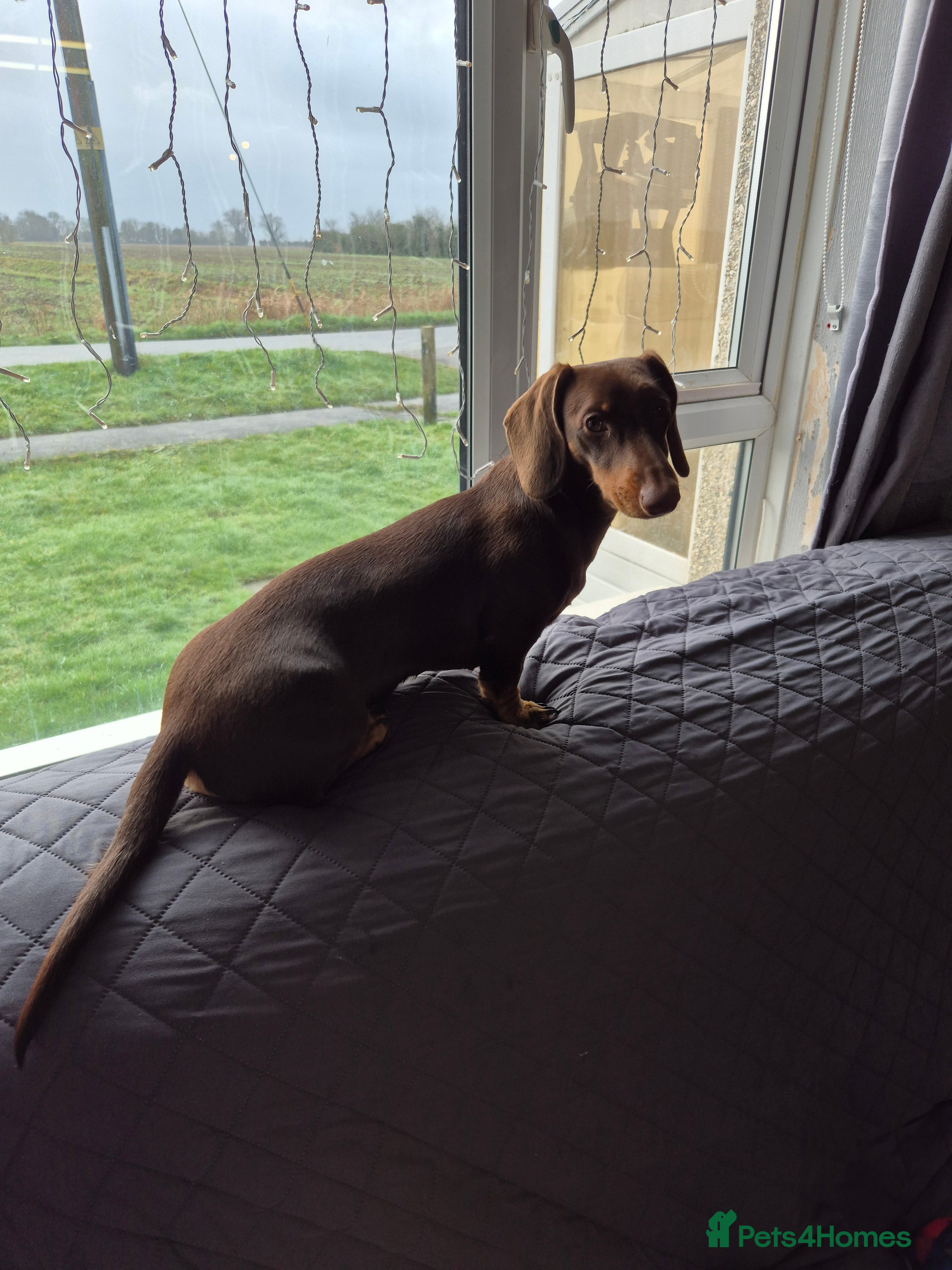 Miniature Dachshund dogs 8 month Female Miniature Dachshund - Advert 1